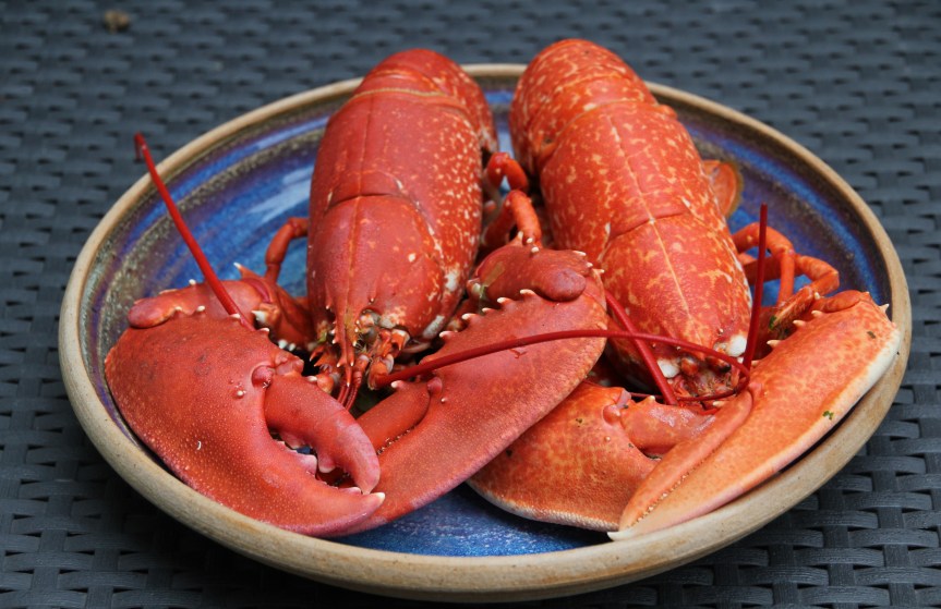 homard de bretagne (2)