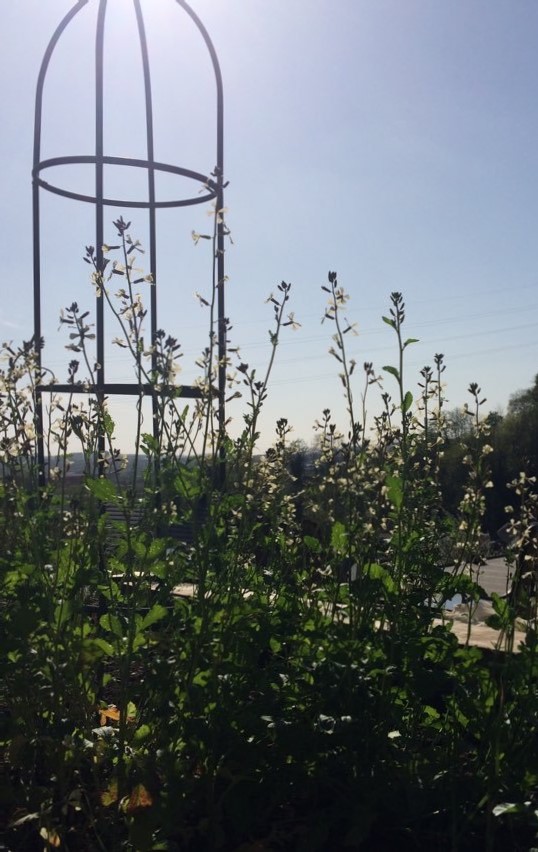 roquette en fleur