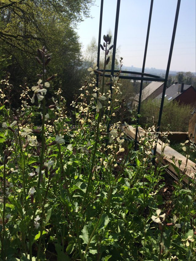 pas encore utilisées sur le site roquette (1)