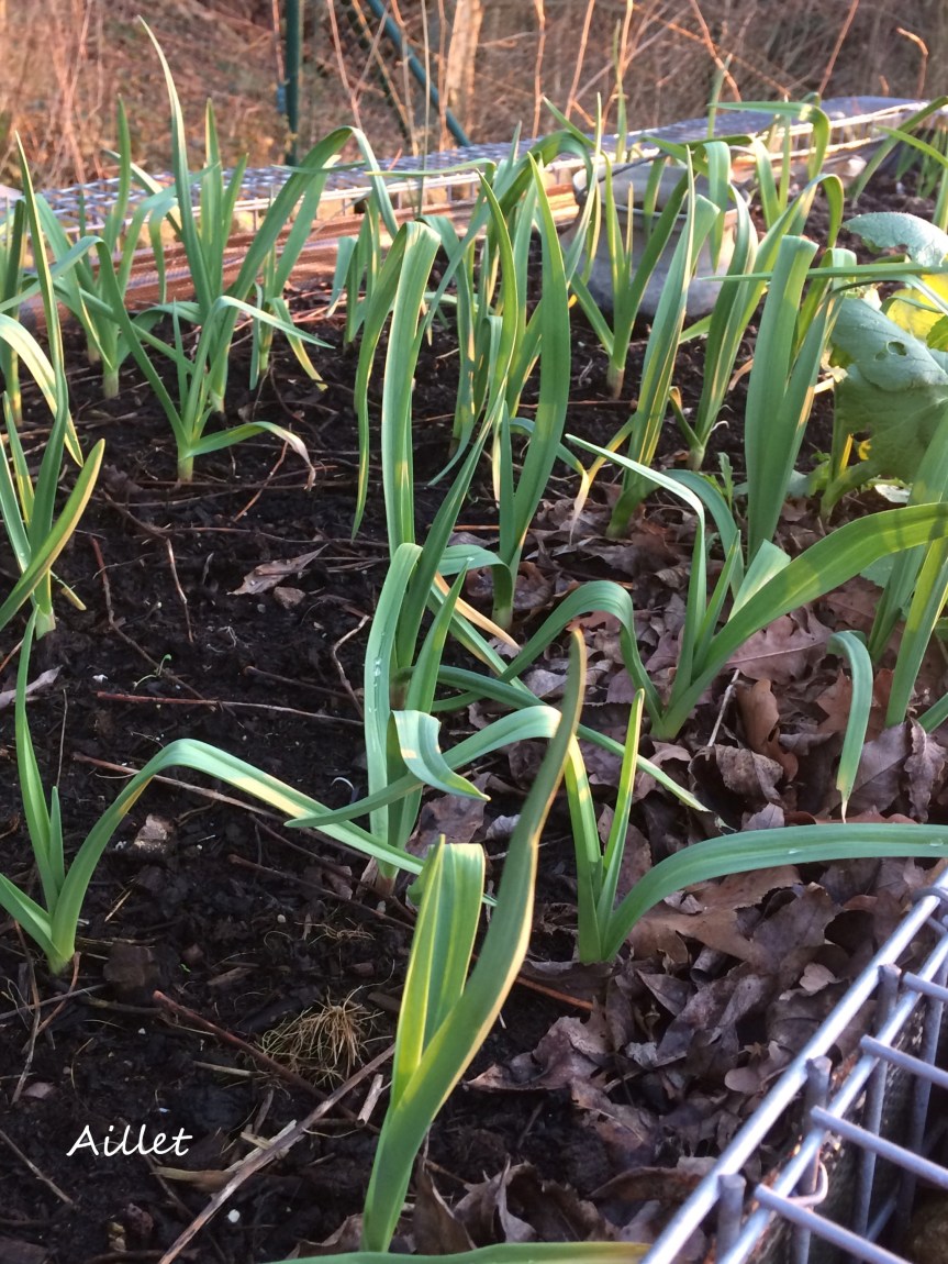 aillet - Copie (2)